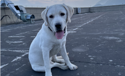 milantiyu米兰-AI养宠潮，千元“智商税”与难以衡量的情绪价值